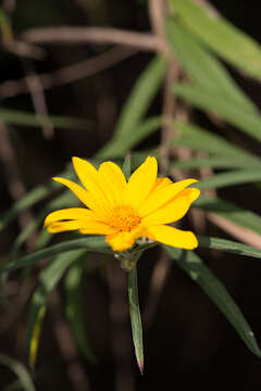 Imagem de Aldama ensifolia (Sch. Bip.) E. E. Schill. & Panero