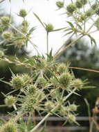 Image of field eryngo