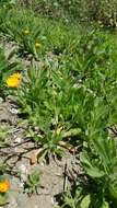 Image of field marigold