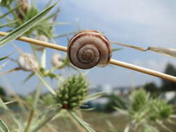 Image of Heath Snail