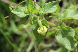 Image of Trans-Pecos stinkleaf