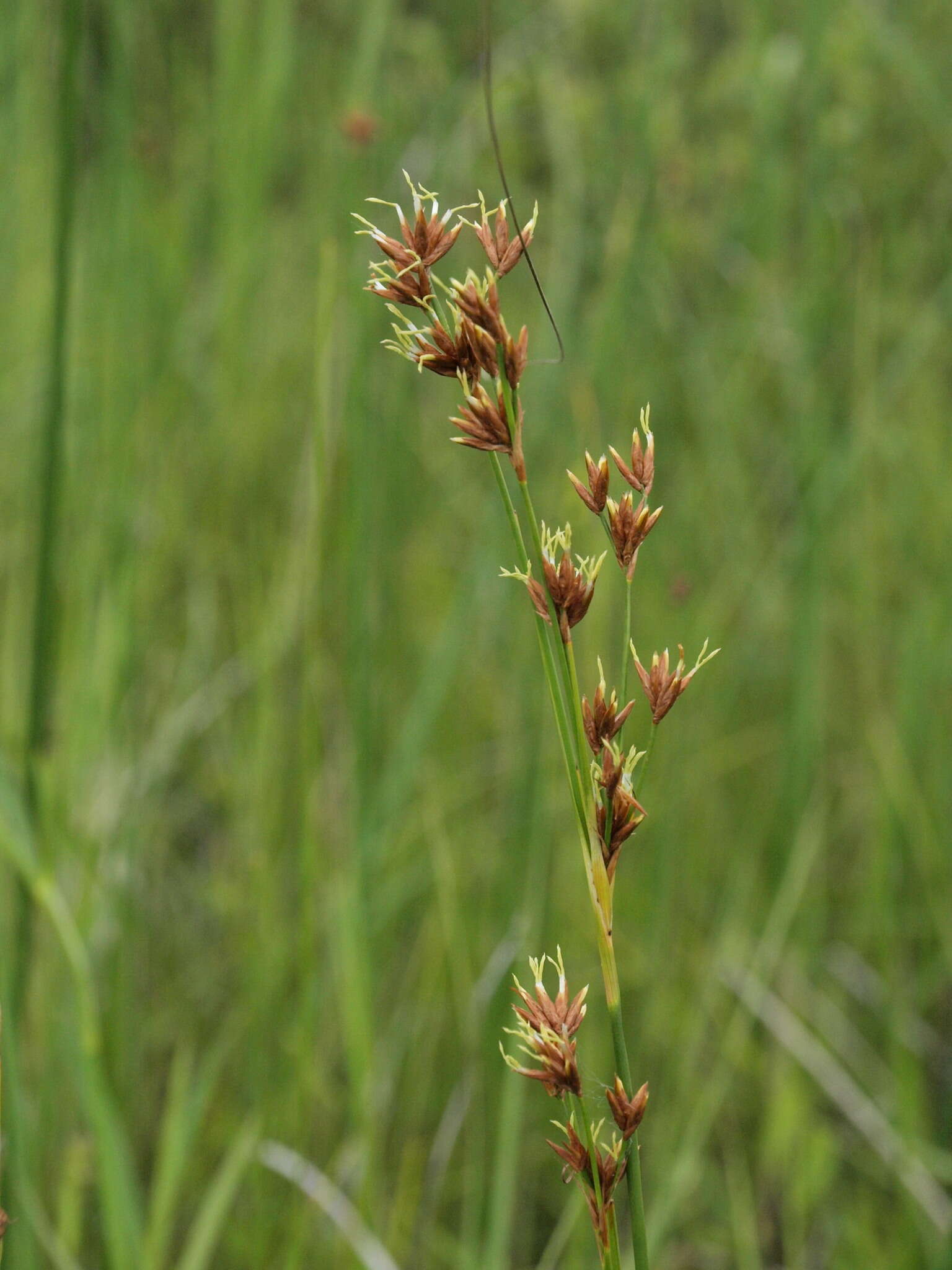 Слика од Cladium mariscoides (Muhl.) Torr.