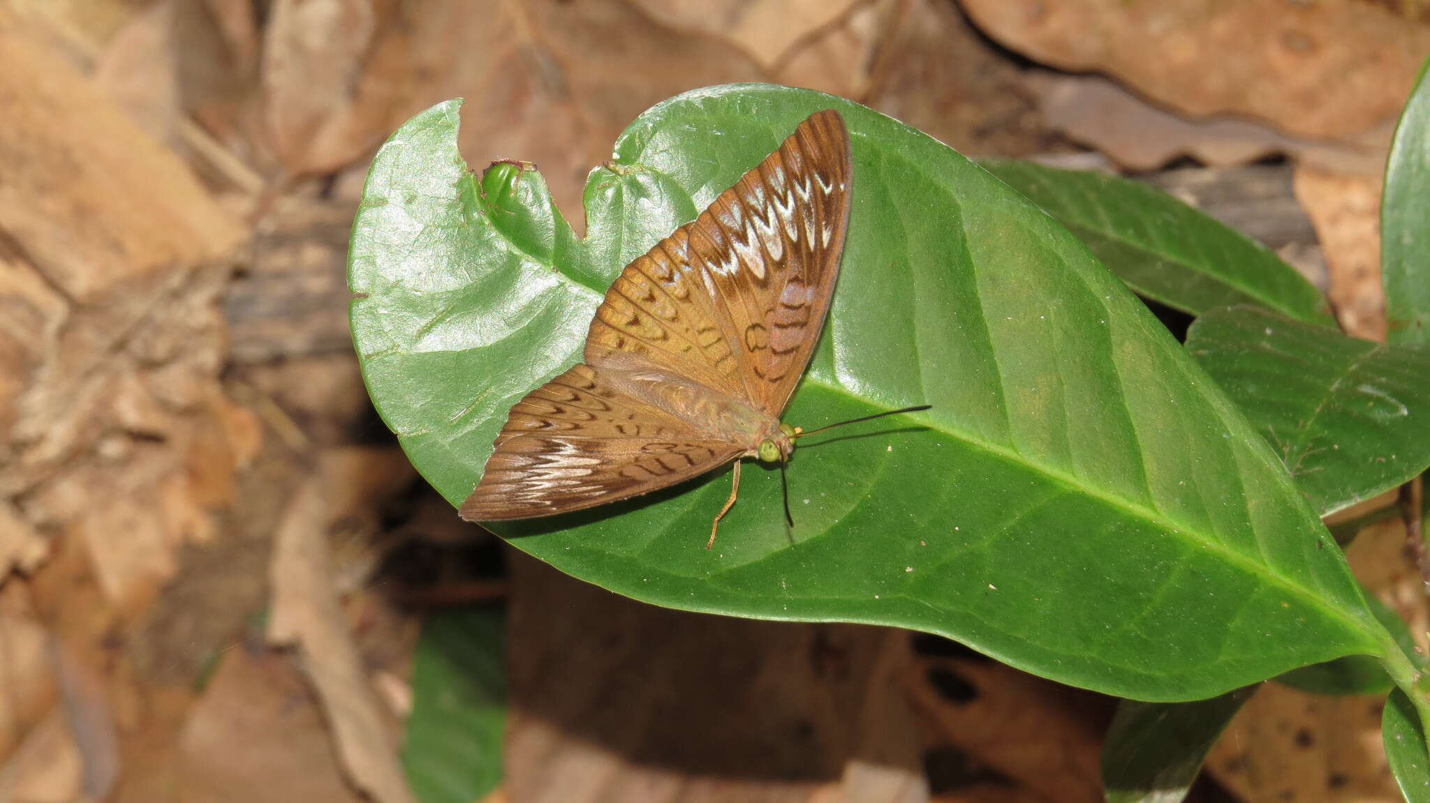 Image of Malay Viscount