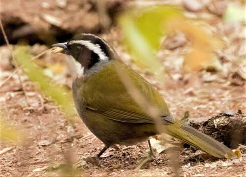 Image of Stripe-headed Brush Finch