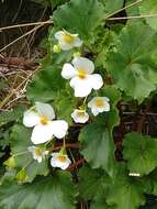 Image of Begonia micranthera Griseb.