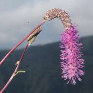 Слика од Sanguisorba hakusanensis Makino