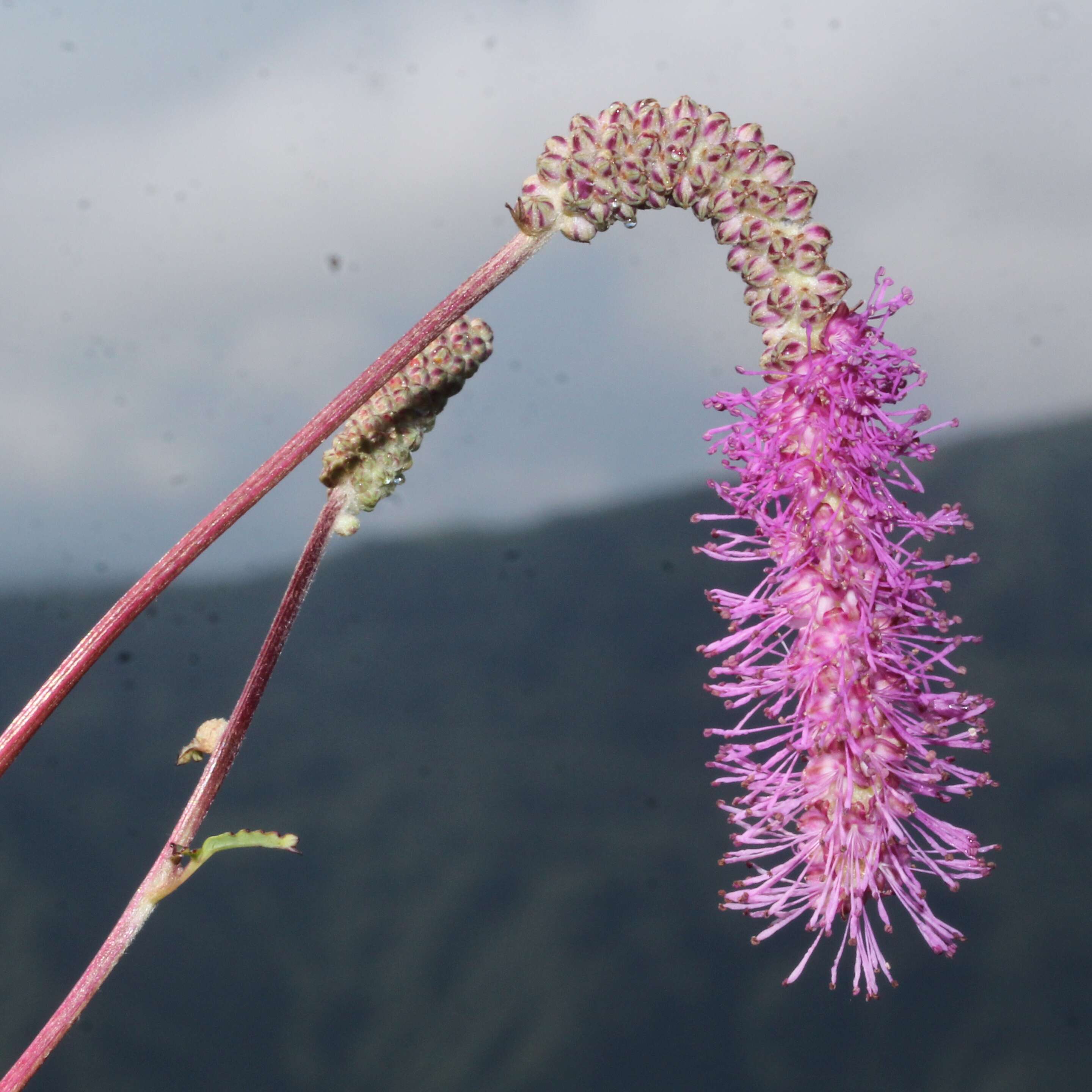 Слика од Sanguisorba hakusanensis Makino