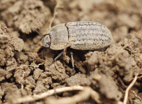 Image of Opatrum sabulosum (Linnaeus 1761)