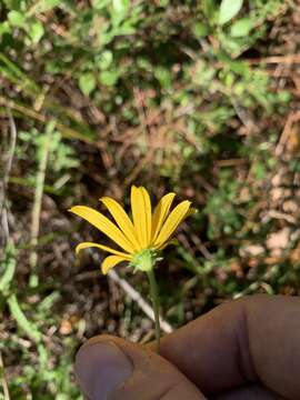 Image of Florida Sunflower