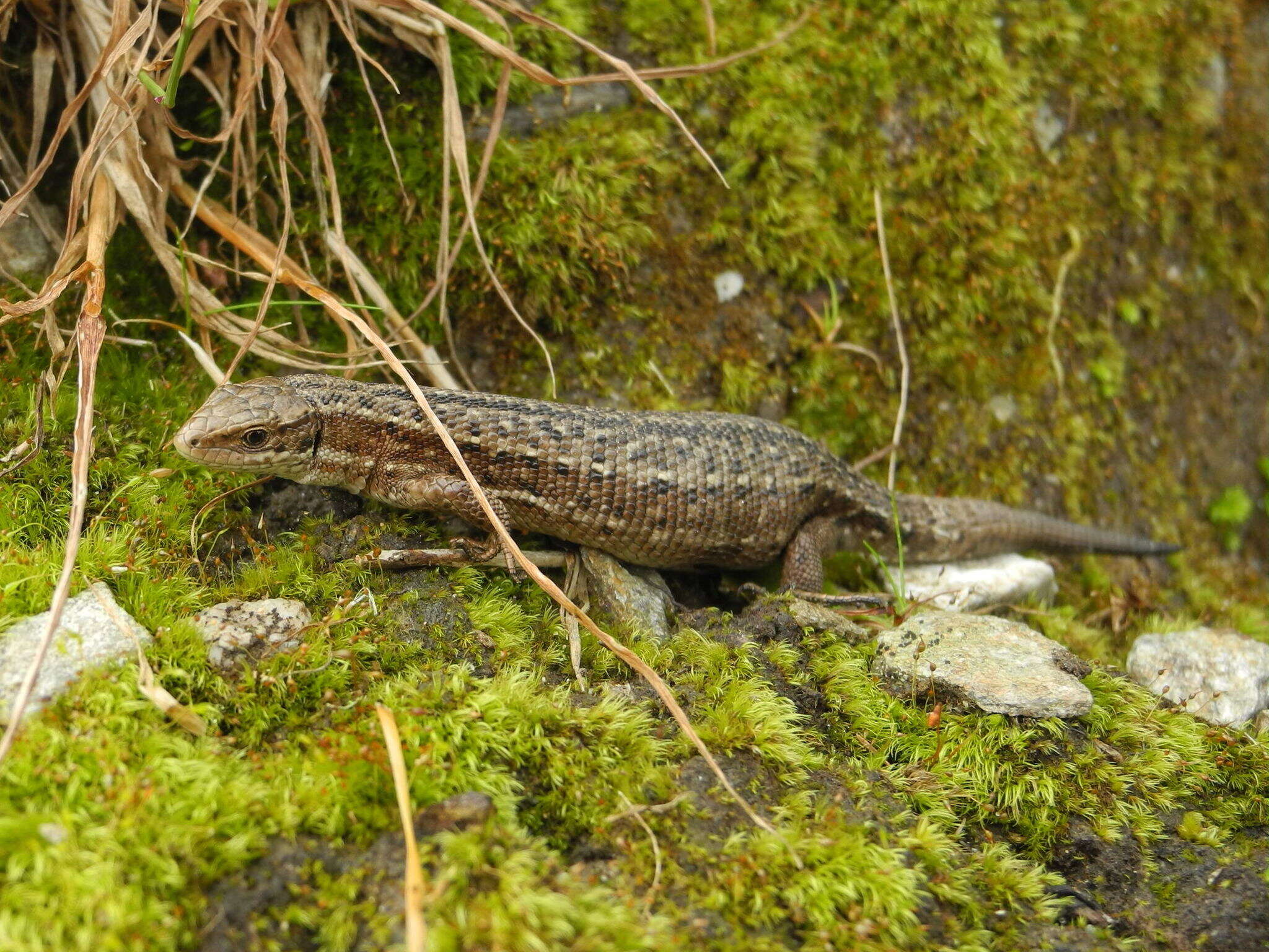 Image of Zootoca vivipara vivipara (Lichtenstein 1823)