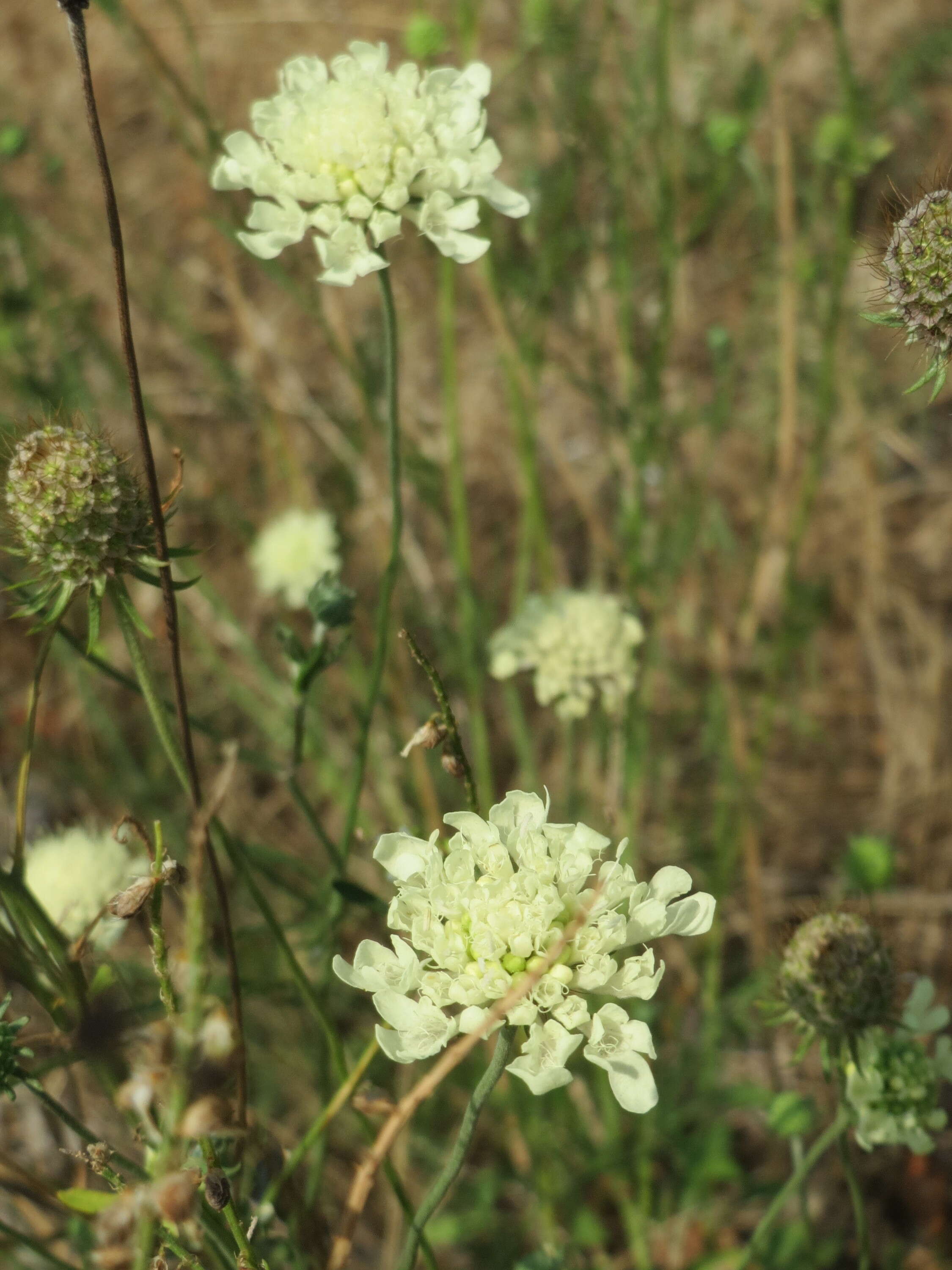 Image of cream pincushions