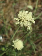 Image of cream pincushions