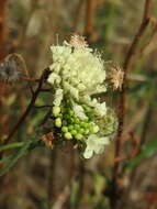 Image of cream pincushions