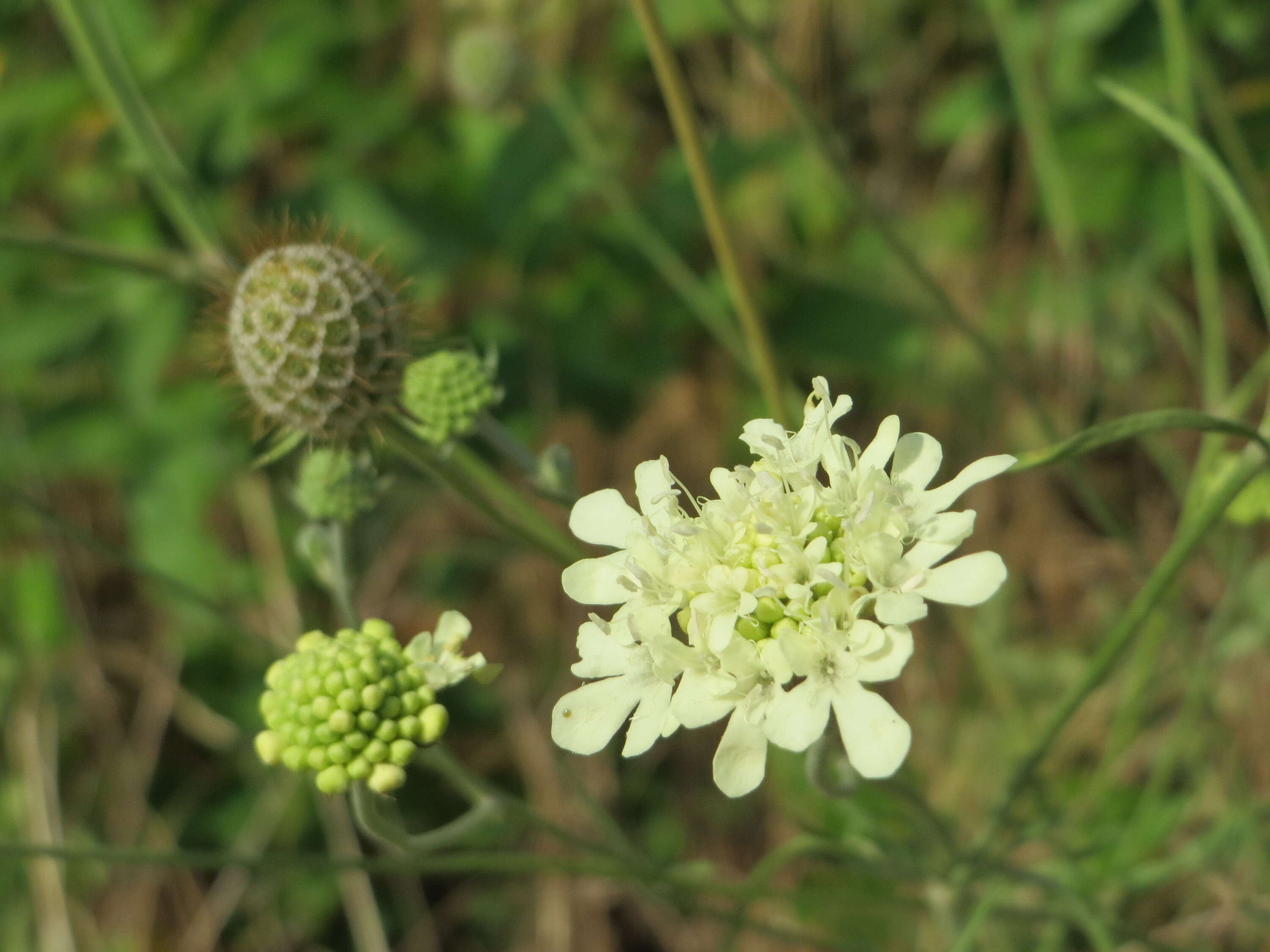 Image of cream pincushions