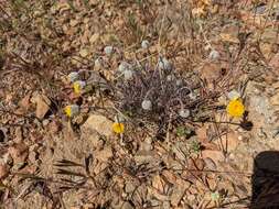 Erigeron bloomeri A. Gray resmi