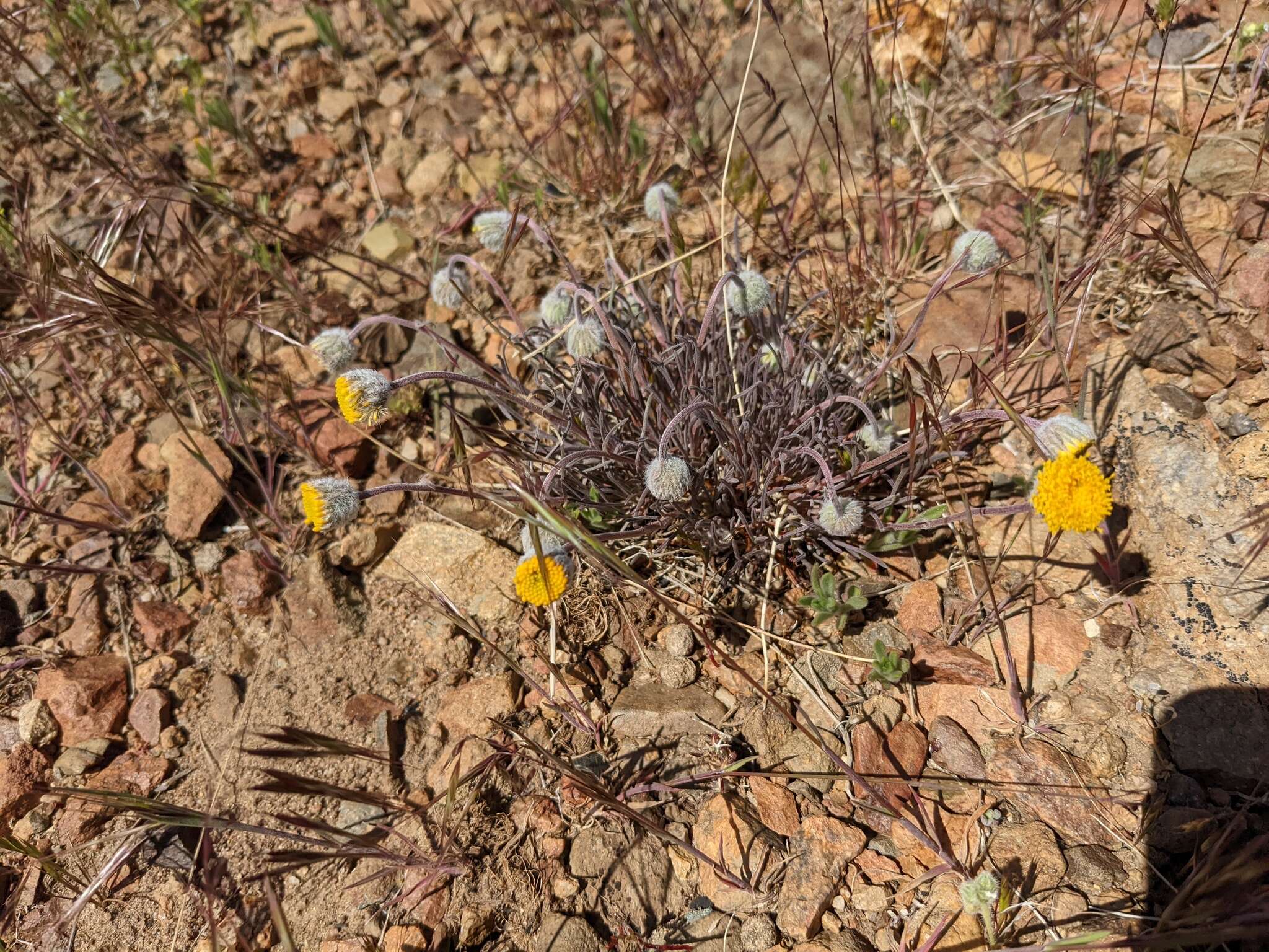 Erigeron bloomeri A. Gray resmi