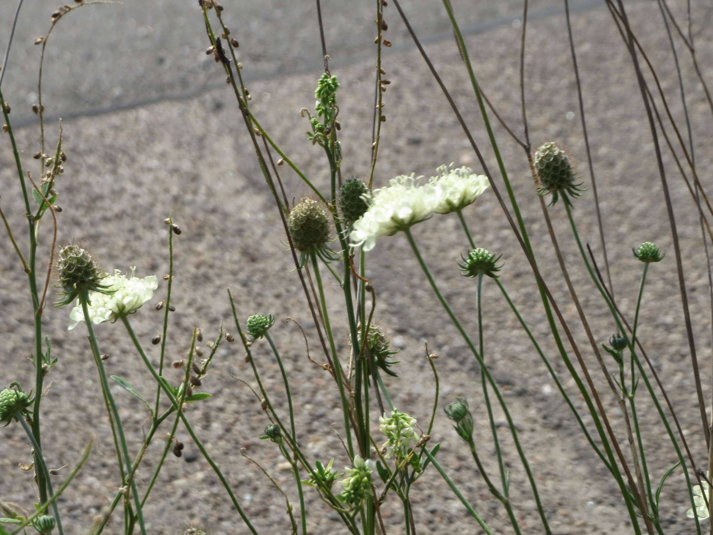 Image of cream pincushions