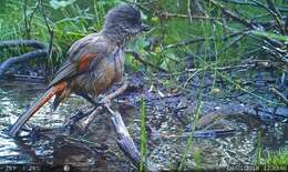 Image of Siberian Jay