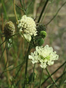 Image of cream pincushions