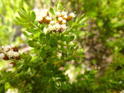 Ozothamnus ledifolius (A. Cunn. ex DC.) Hook. fil. resmi