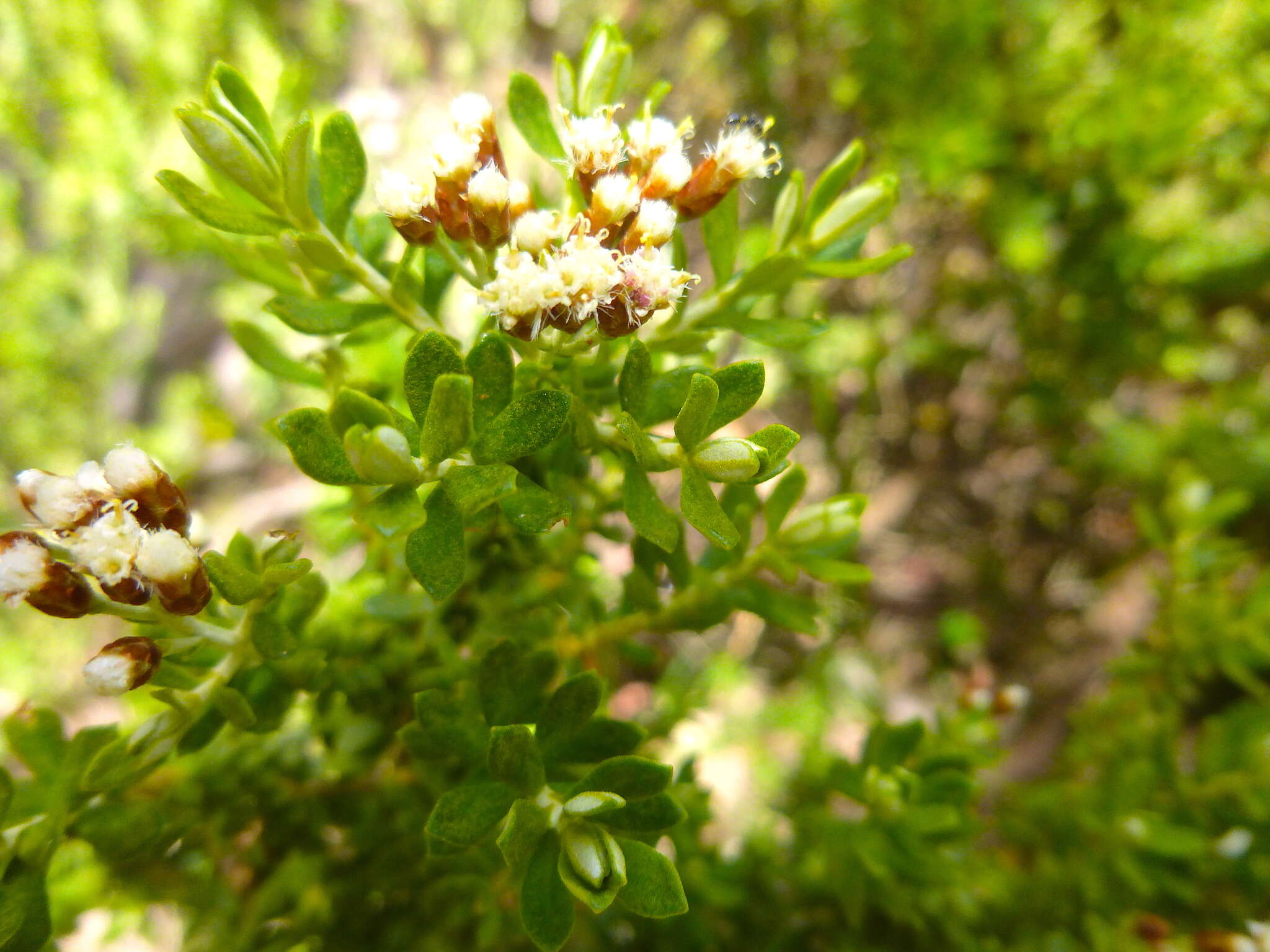 Ozothamnus ledifolius (A. Cunn. ex DC.) Hook. fil. resmi