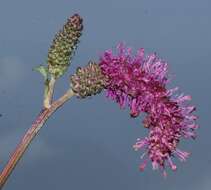 Слика од Sanguisorba hakusanensis Makino