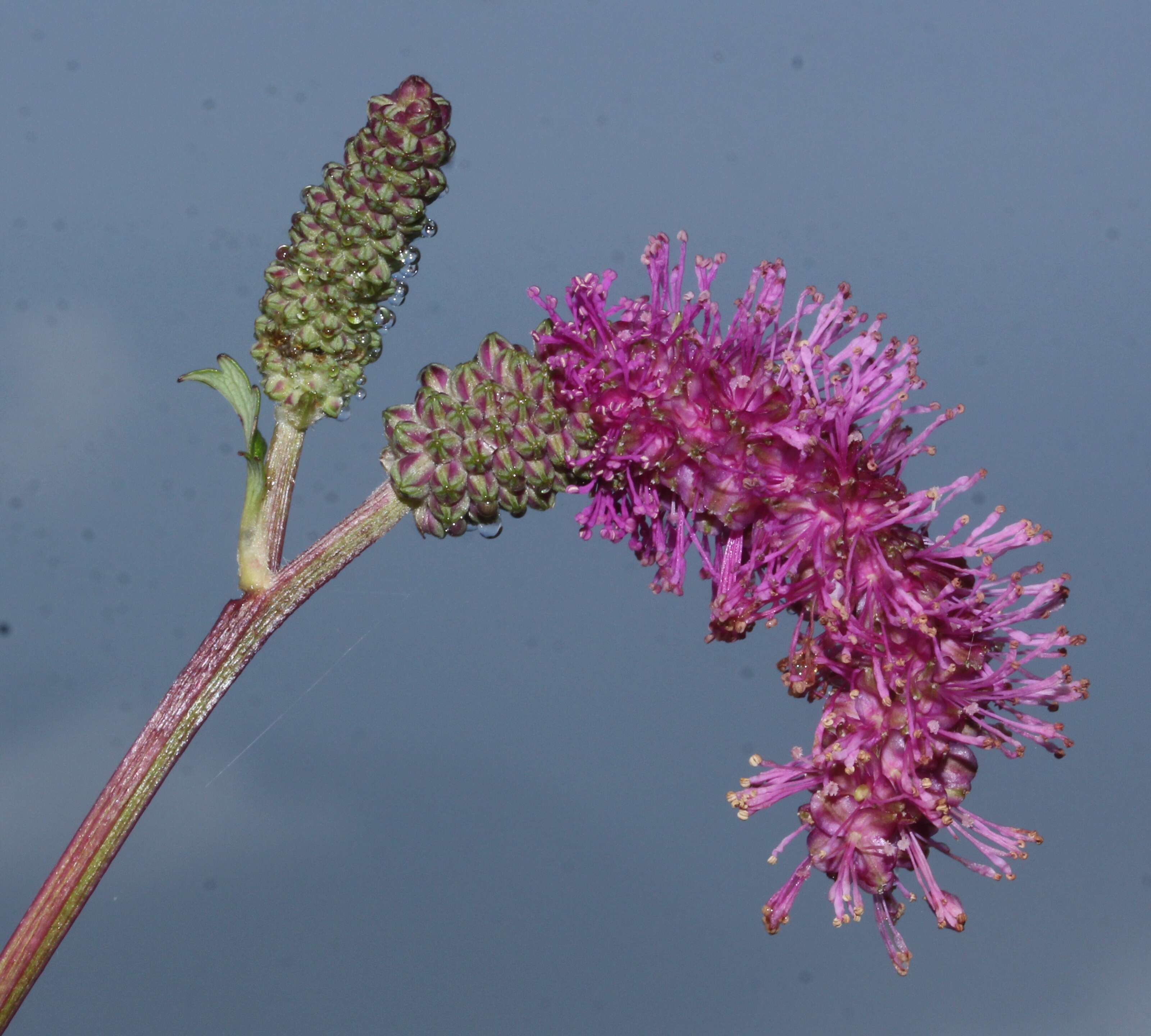 Слика од Sanguisorba hakusanensis Makino