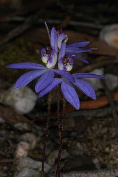 Image of Eastern tiny blue china orchid