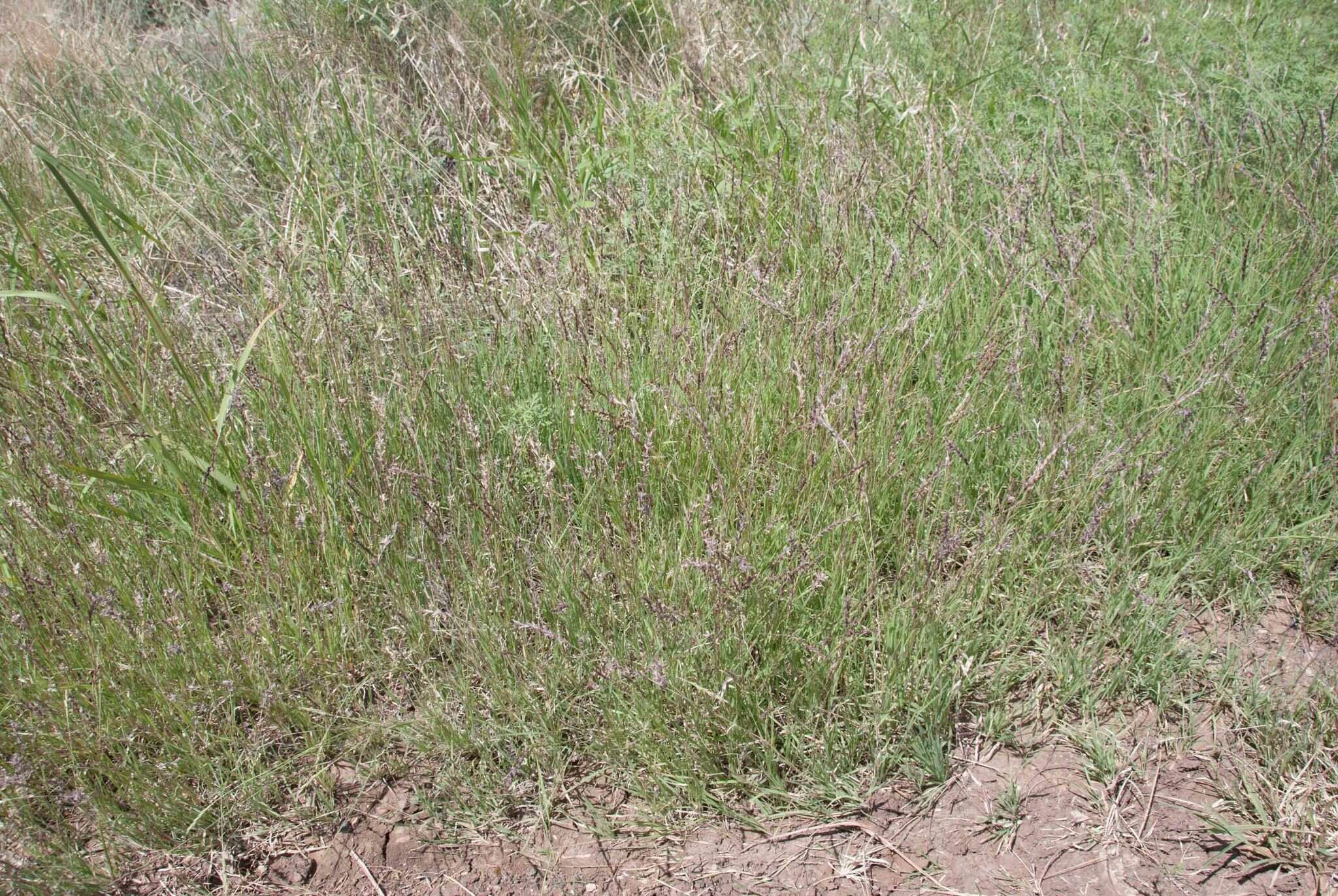 Image of curly-mesquite