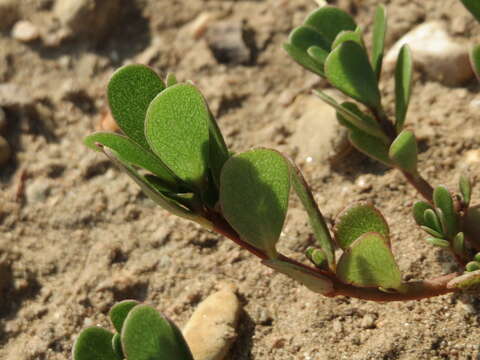 Image of common purslane