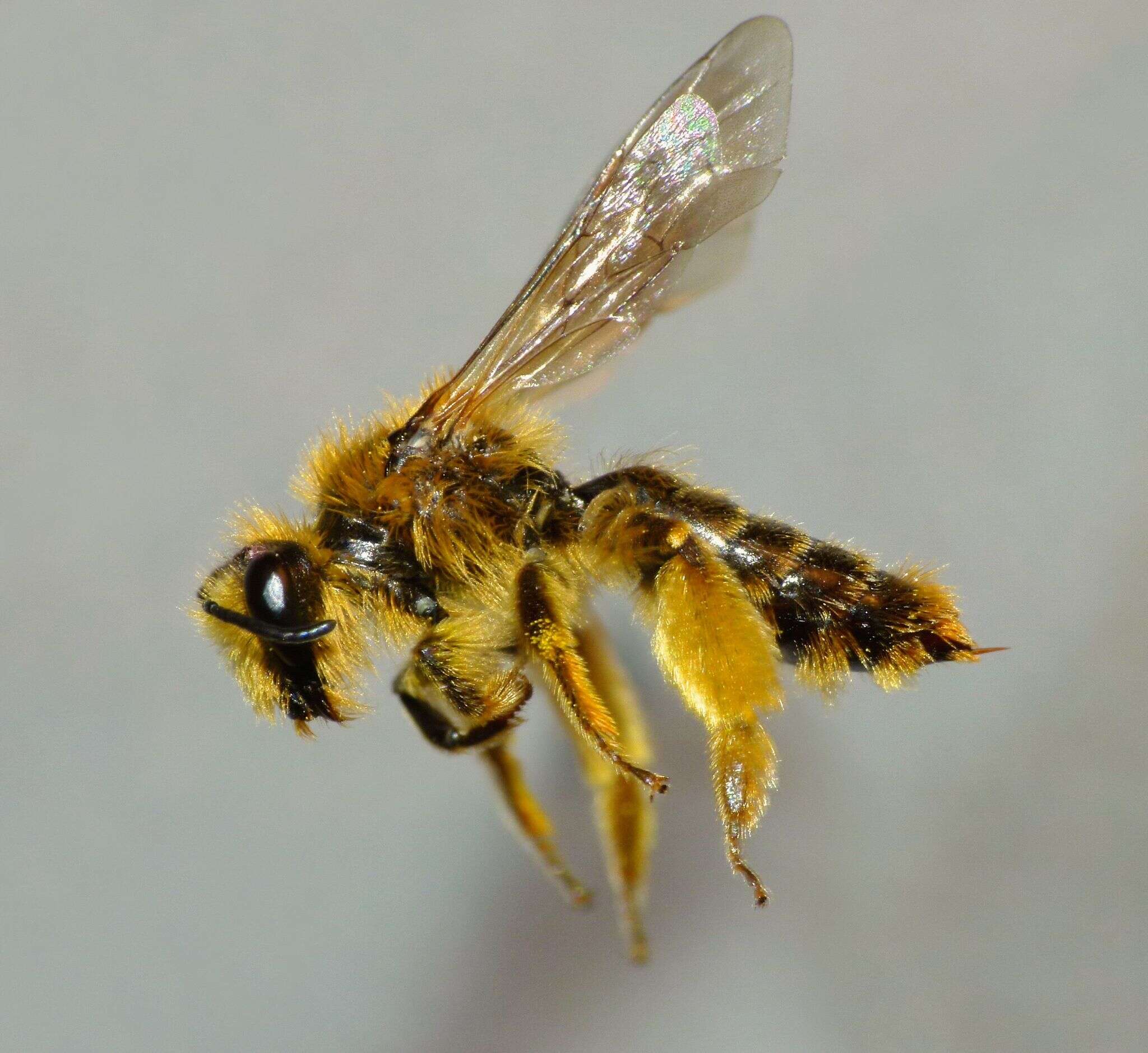 Image of tawny Nesocolletes