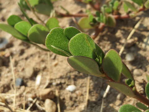 Image of common purslane