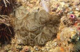 Image of Mottled Encrusting Tunicate