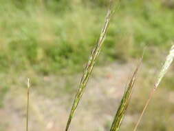 صورة Bothriochloa decipiens (Hack.) C. E. Hubb.