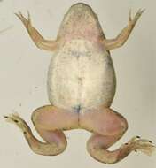 Image of Lake Vistoria Clawed Frog