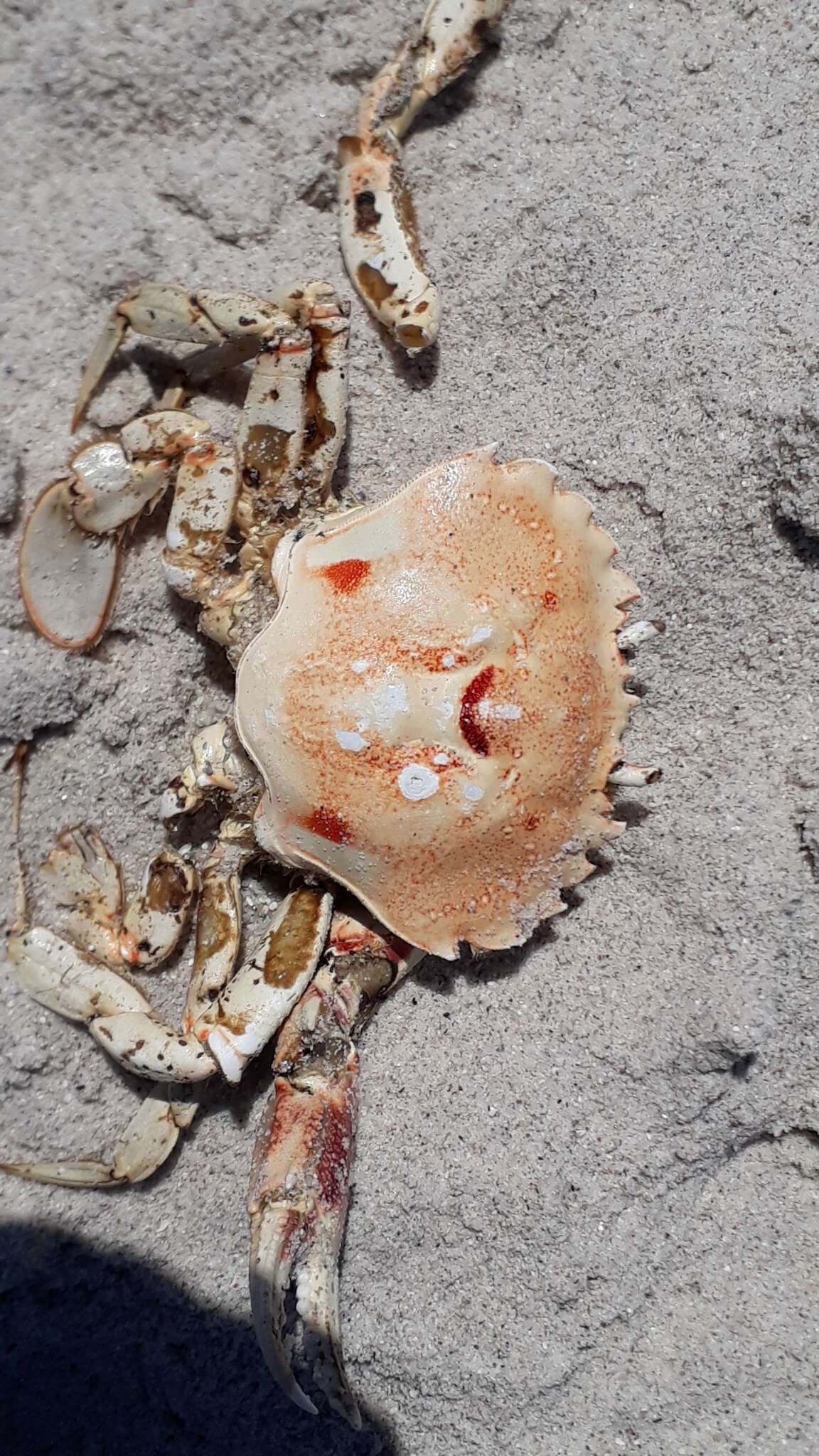 Image of three-spot swimming crab