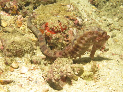 Image of Great Seahorse