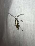 Image of Round-headed Apple Tree Borer