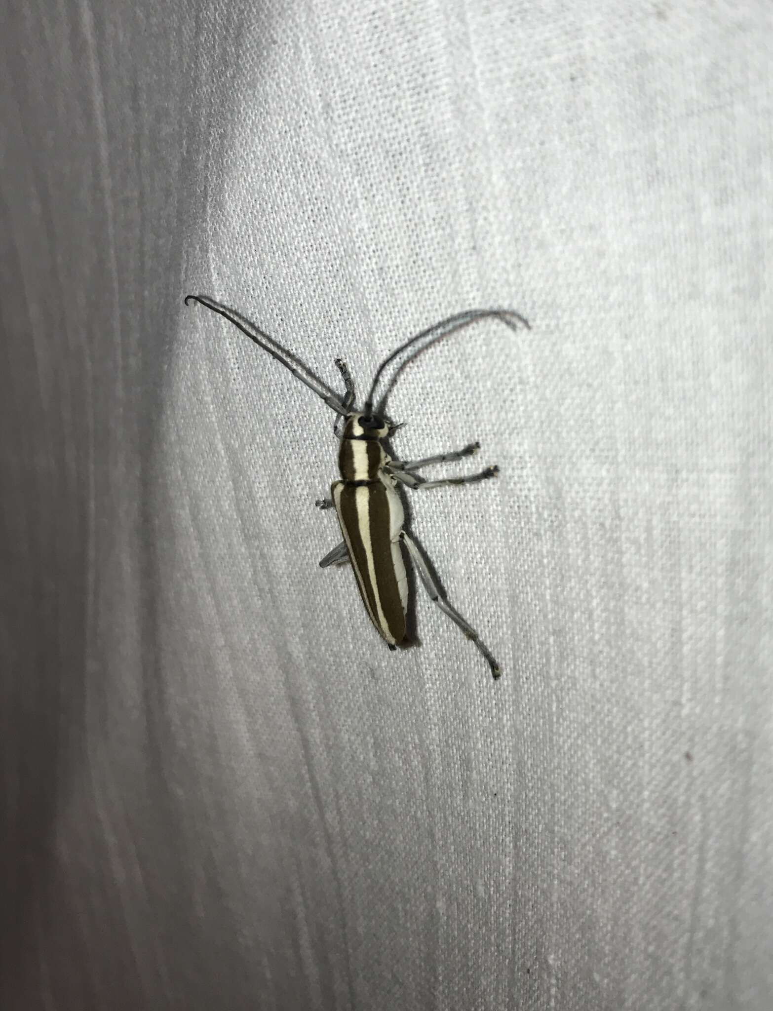 Image of Round-headed Apple Tree Borer