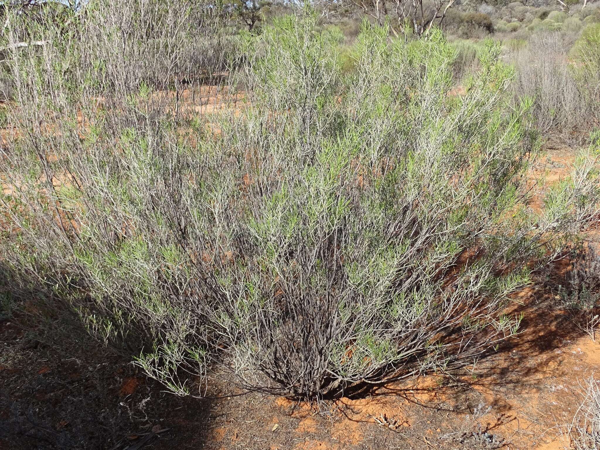 Image of Senna artemisioides subsp. filifolia