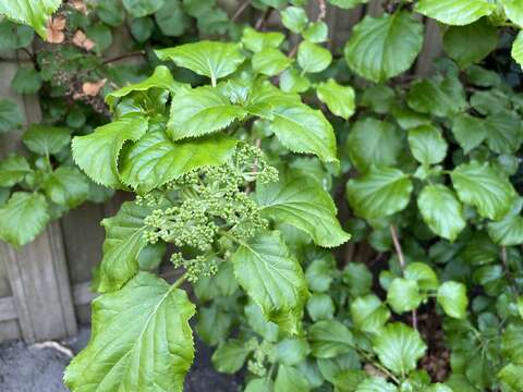 Image of Japanese climbing hydrangea