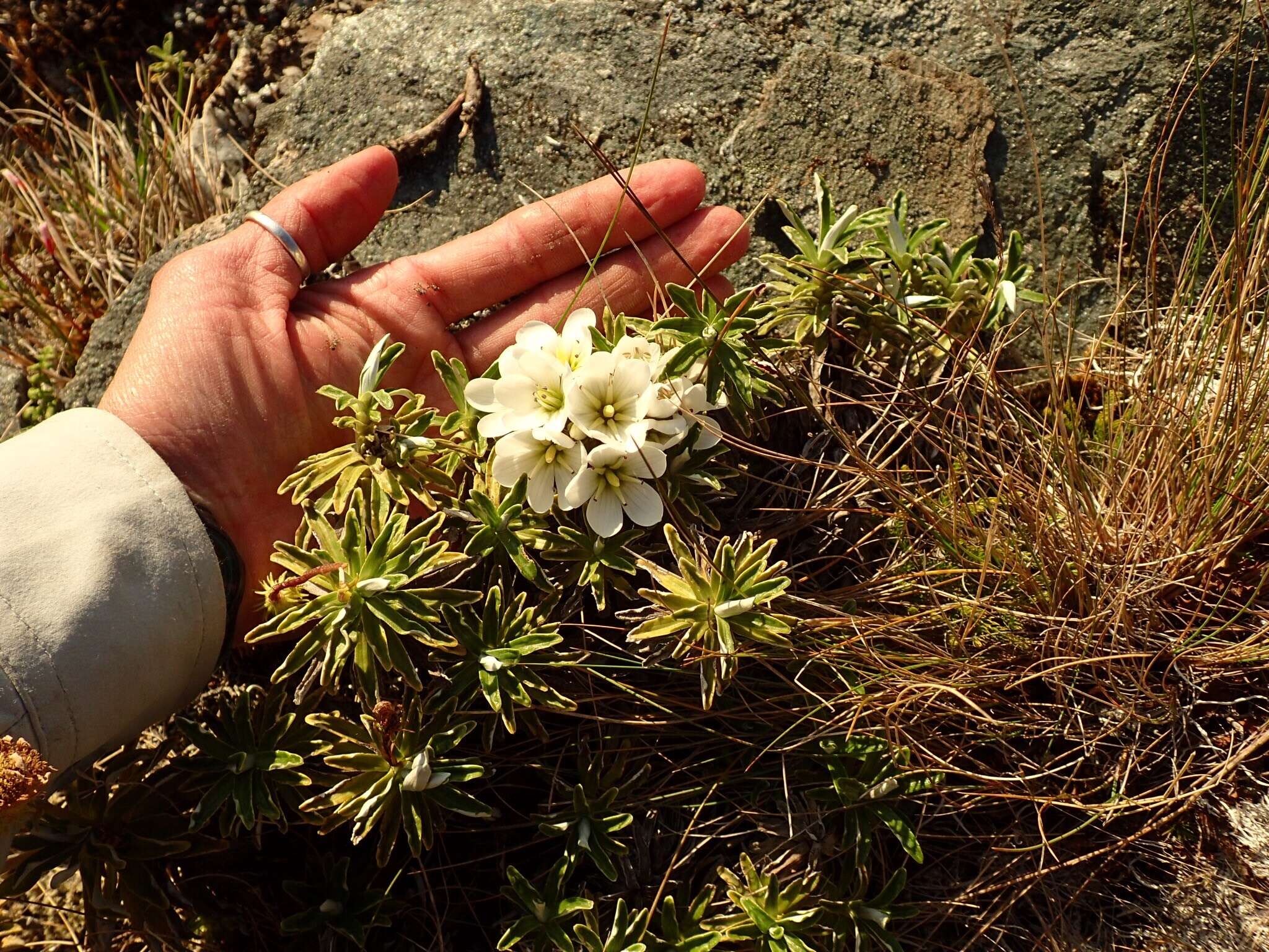 Image of Gentianella divisa (Kirk) Glenny