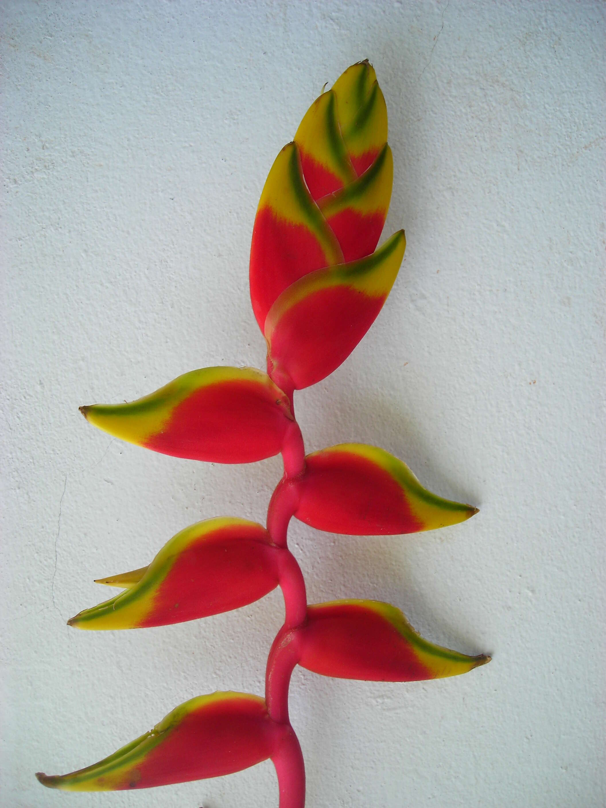 Image de Heliconia rostrata Ruiz & Pav.