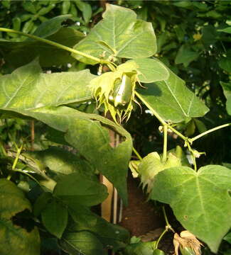 Image of upland cotton