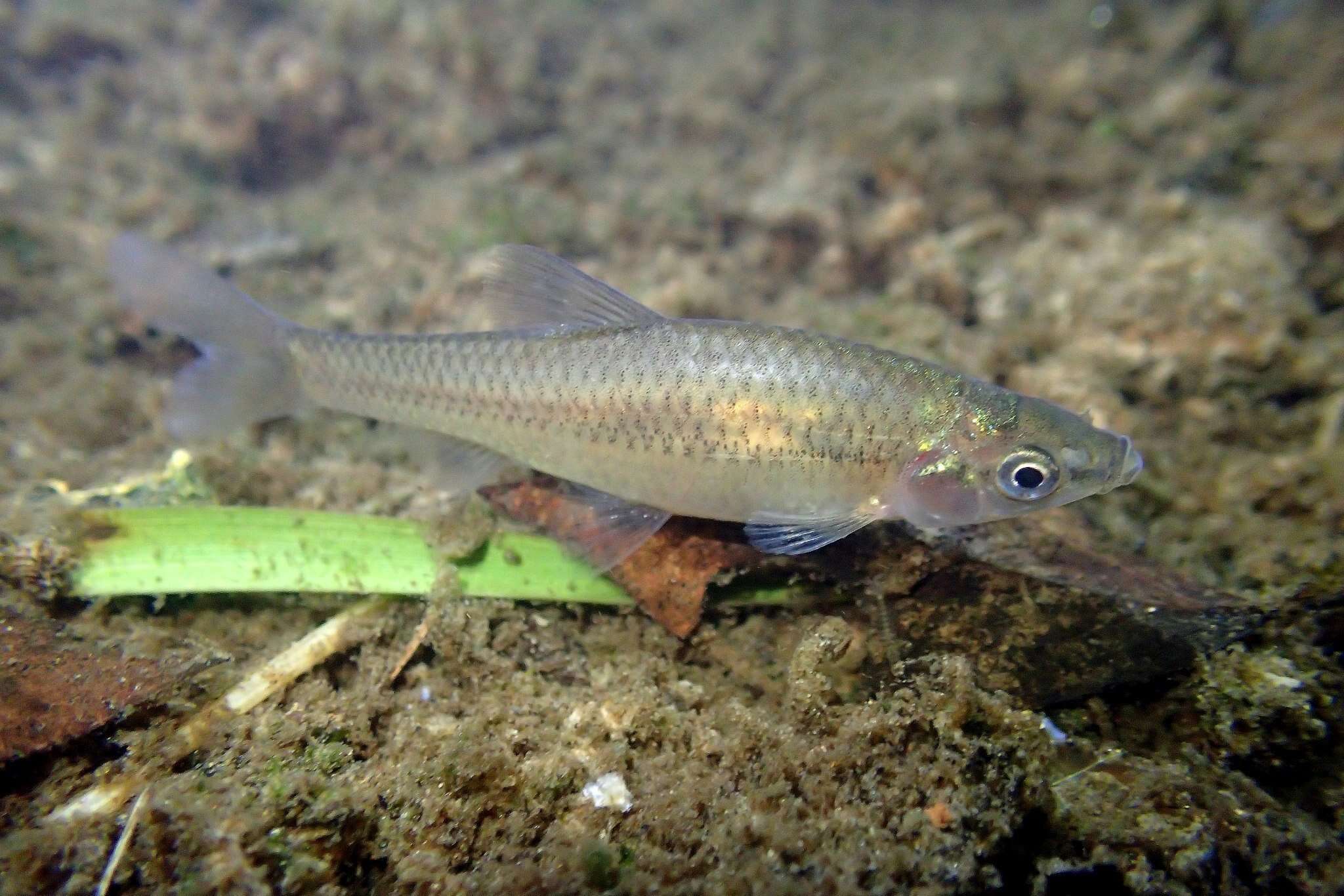 Image of Pseudorasbora