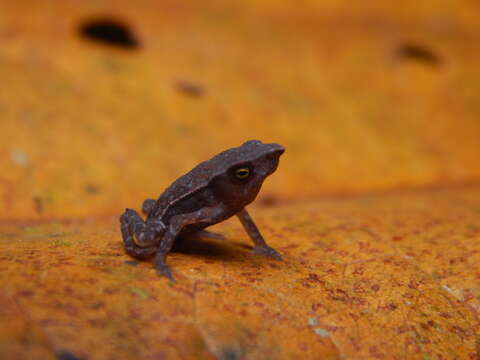 صورة Rhinella tenrec (Lynch & Renjifo 1990)