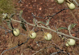 Image of Solanum chippendalei D. E. Symon