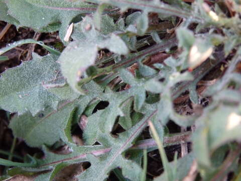 Image of Centaurea limbata Hoffmgg. & Link