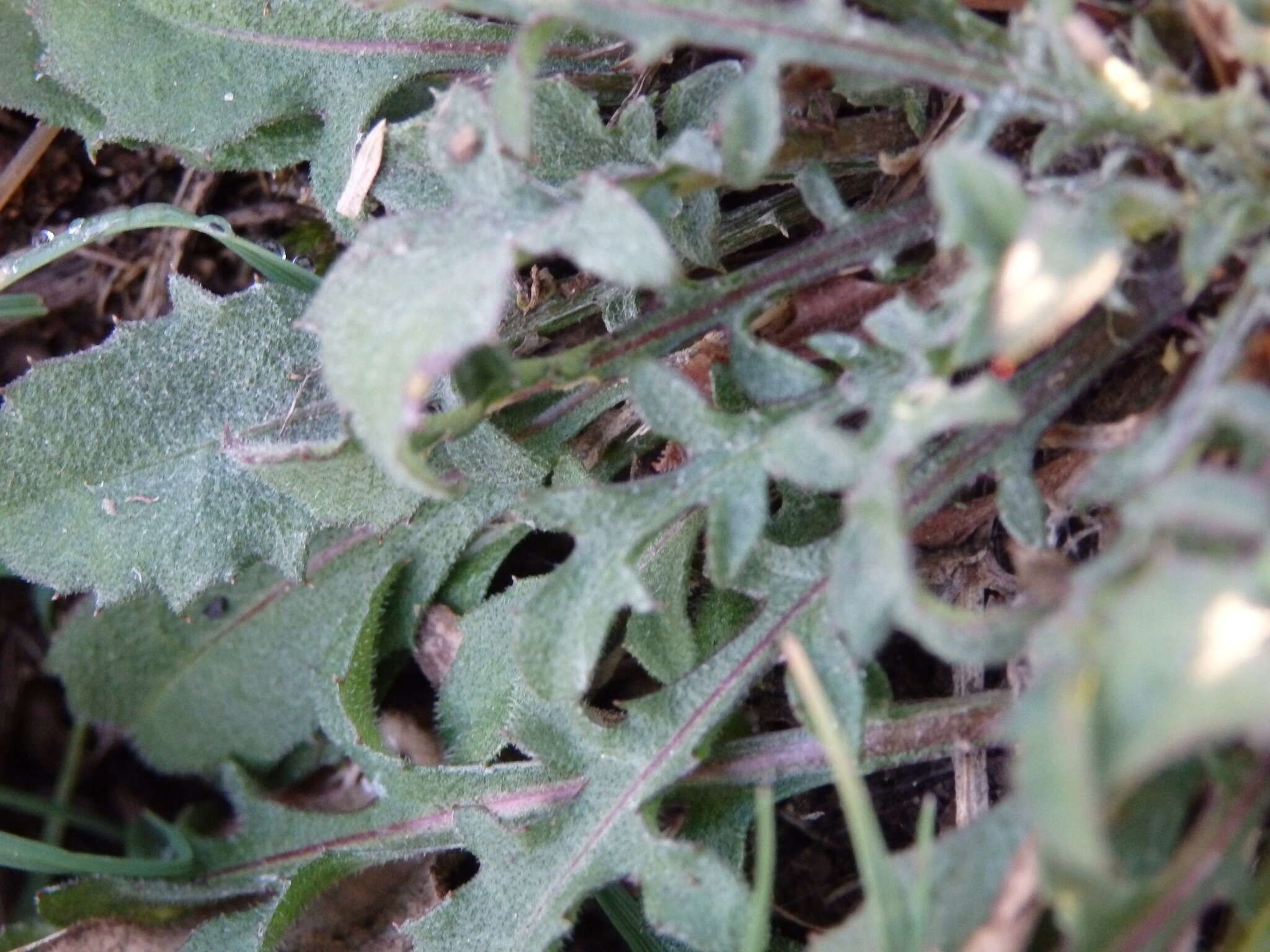 Слика од Centaurea limbata Hoffmgg. & Link