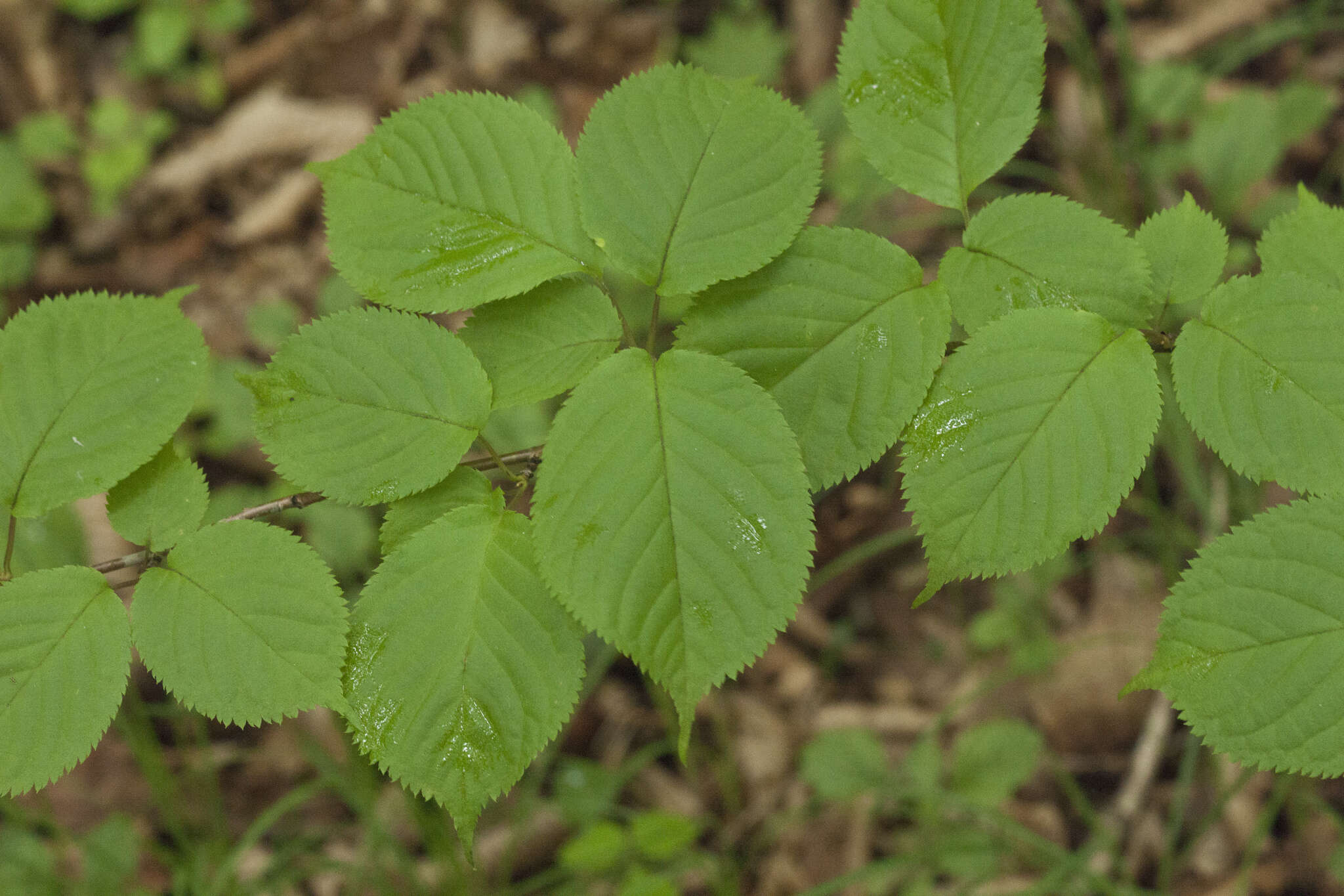 Image de Prunus sargentii Rehd.